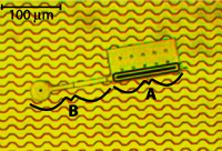 Donald Lab graphic